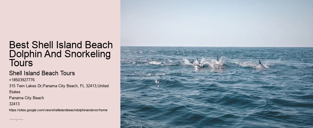 Best Shell Island Beach Dolphin And Snorkeling Tours