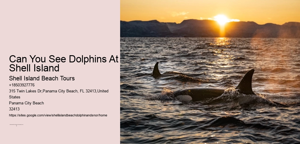 Can You See Dolphins At Shell Island