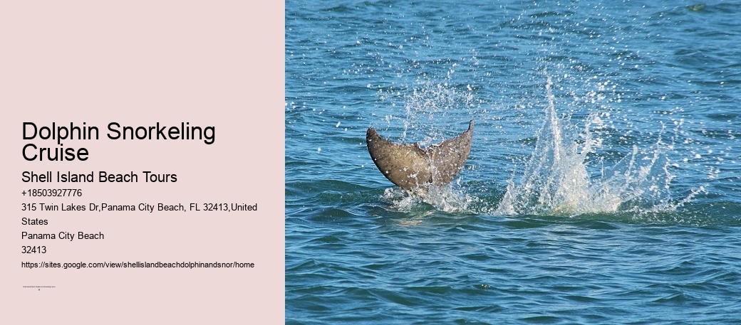 Dolphin Snorkeling Cruise