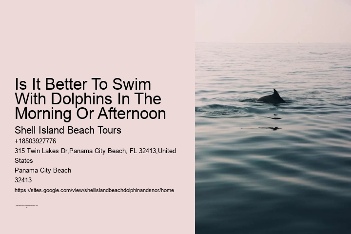 Is It Better To Swim With Dolphins In The Morning Or Afternoon