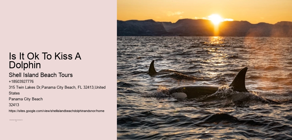 Can You Walk To Shell Island Edisto