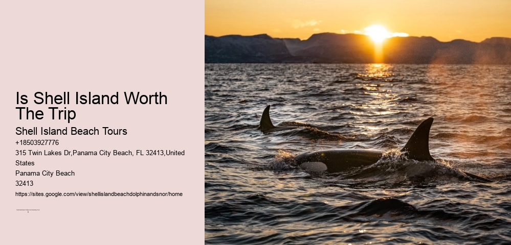 Best Shell Island Beach Dolphin And Snorkeling Tours
