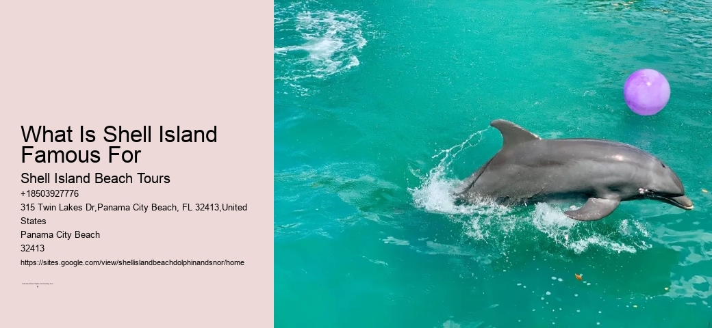 Swim With Dolphins - A Good Idea