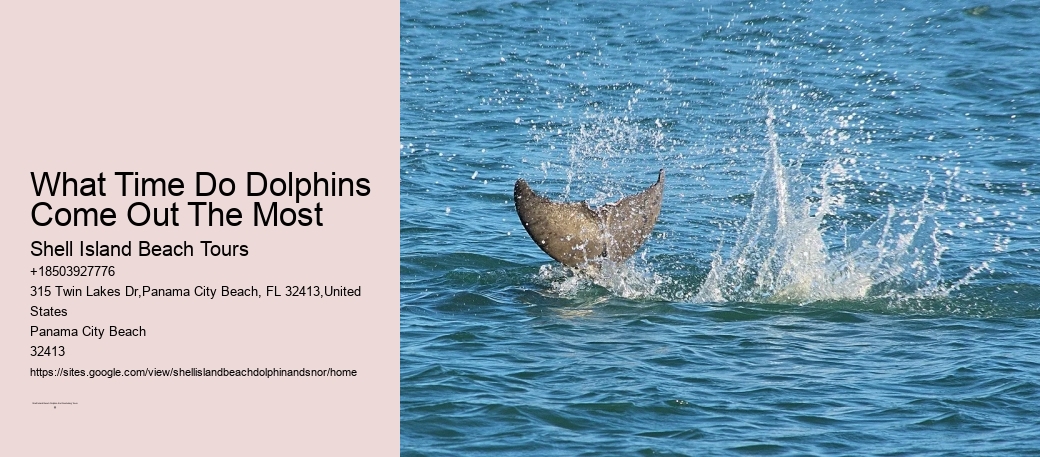 What Time Do Dolphins Come Out The Most